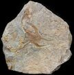 Ordovician Brittle Star (Ophiura) Fossil With Trilobite Parts #41818-1
